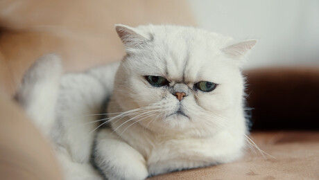 Wilde Buren | Dog Dance